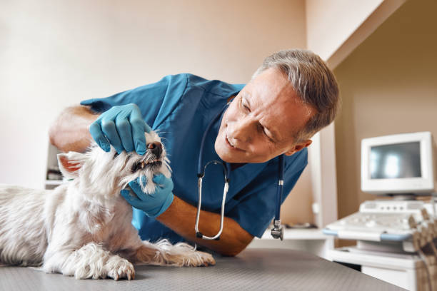 Best Urgent Dental Care in Beacon Square, FL
